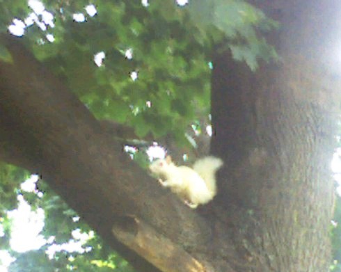 albino-squirrel.jpg