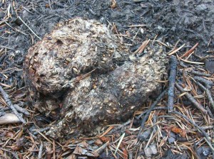 bear scat