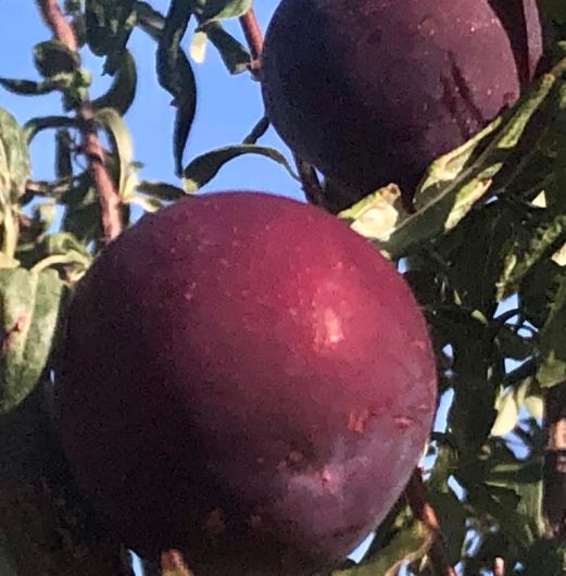 plums